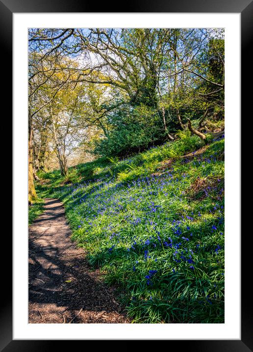 America Wood Bluebells Framed Mounted Print by Wight Landscapes