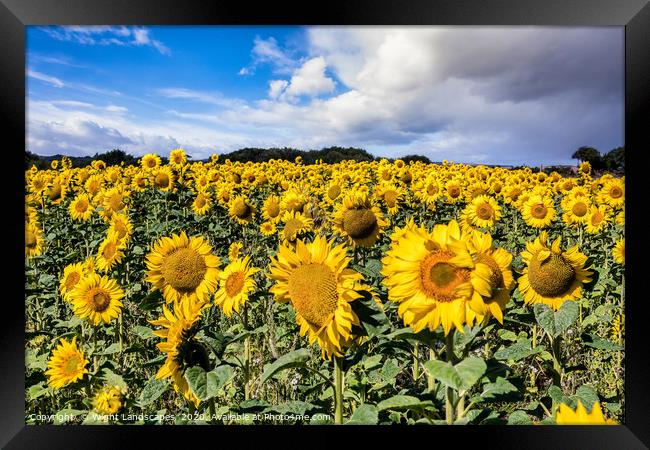Field Of Sunflowers With A Blue Sky And Clouds Framed Print by Wight Landscapes