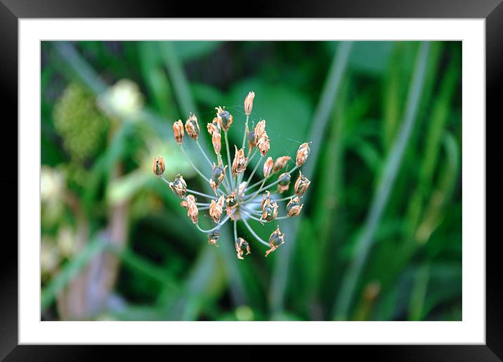 Plant Life Framed Mounted Print by Michael Dorsey