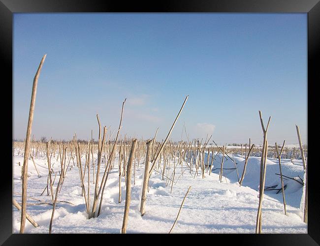 twigs in a field of snow Framed Print by jonny england