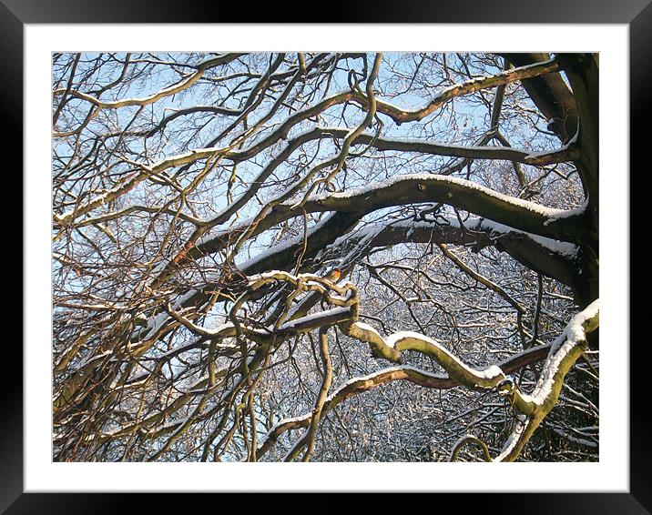 snow on a tree and a robin red breast. Framed Mounted Print by jonny england