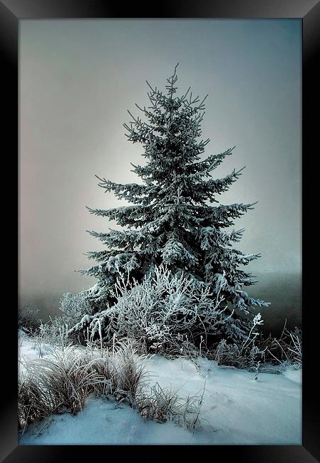 Majestic Winter Framed Print by heather rivet