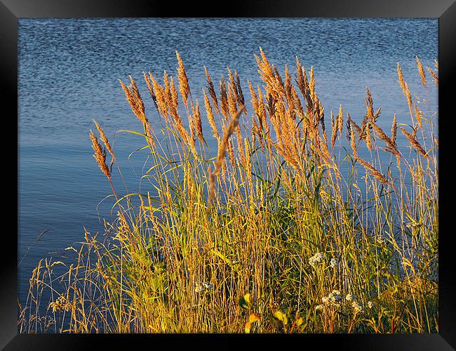 Reed on fire Framed Print by Jutta Klassen