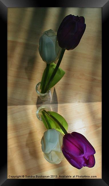 Reflection of Tulips Framed Print by Sandra Buchanan