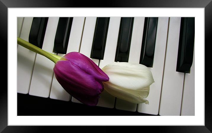 Tulips on Piano Keys Framed Mounted Print by Sandra Buchanan
