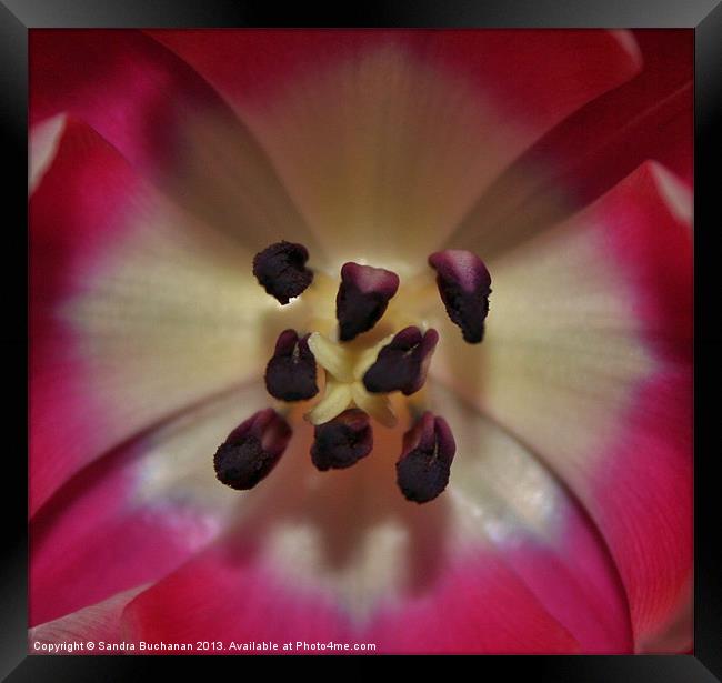Inside A Tulip Framed Print by Sandra Buchanan