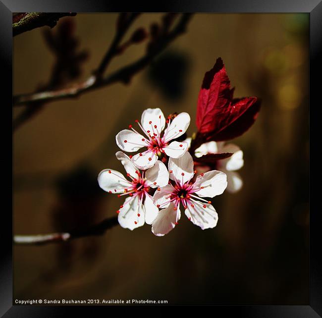 Springing Back To Life Framed Print by Sandra Buchanan