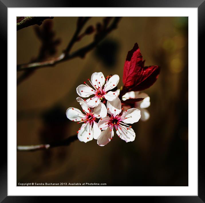 Springing Back To Life Framed Mounted Print by Sandra Buchanan