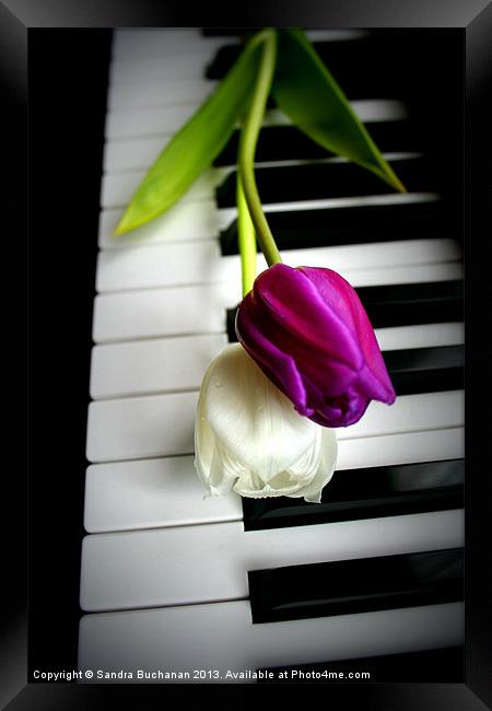 2 Tulips On Piano Keys Framed Print by Sandra Buchanan