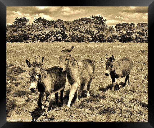 3 Little Donkeys Framed Print by Sandra Buchanan