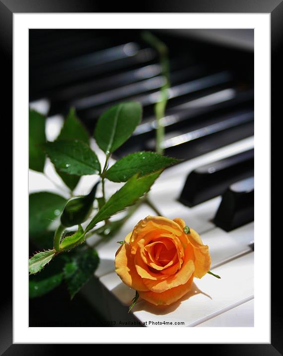 Rose Struck A Chord Framed Mounted Print by Sandra Buchanan