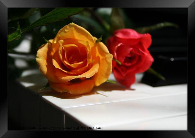 Red & Yellow Minature Roses Framed Print by Sandra Buchanan