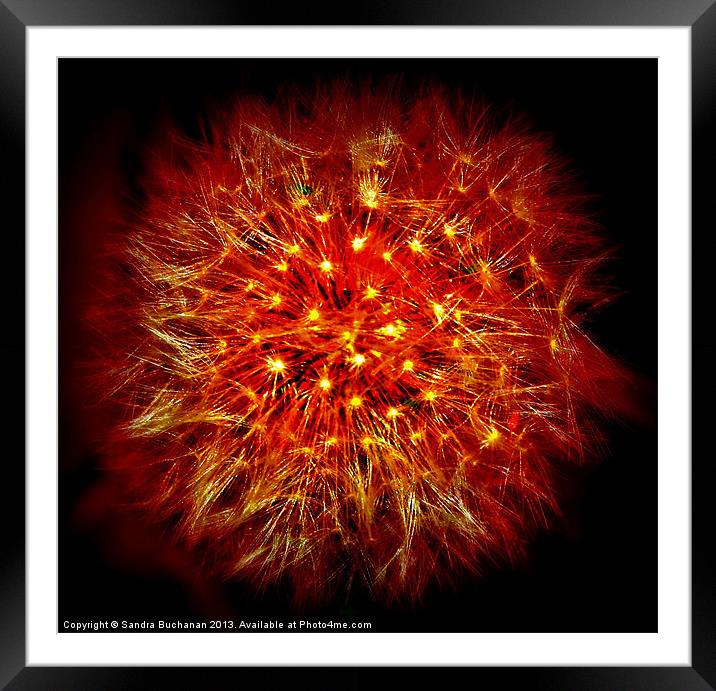 Dandelion Fireball Framed Mounted Print by Sandra Buchanan