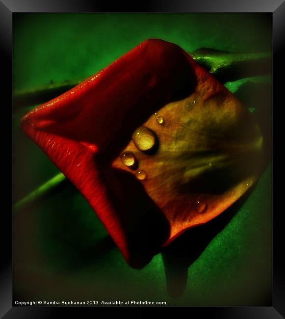 Rose Petal Framed Print by Sandra Buchanan