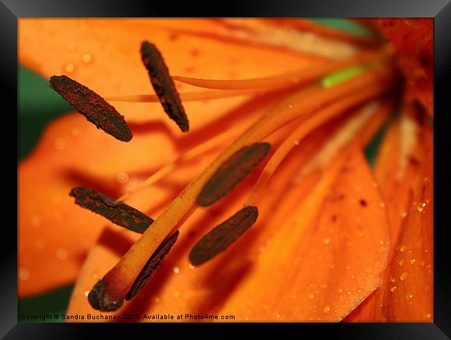 Orange Lily Framed Print by Sandra Buchanan