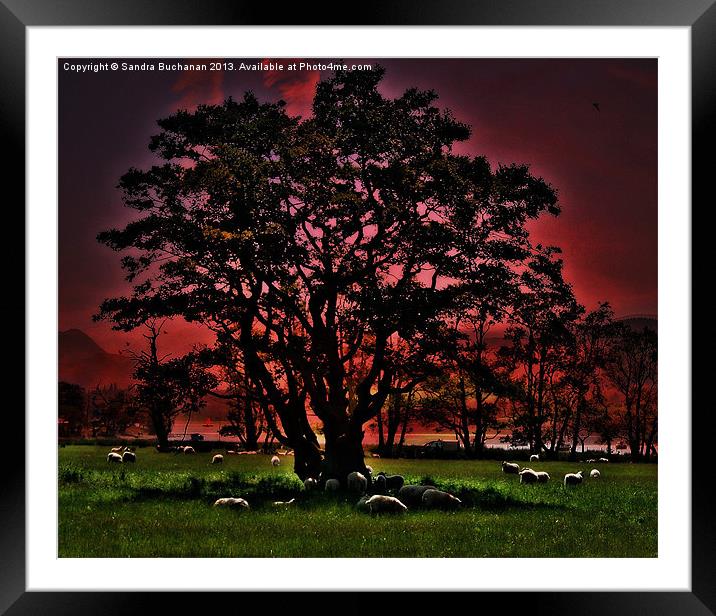A Tree At Sunset Framed Mounted Print by Sandra Buchanan