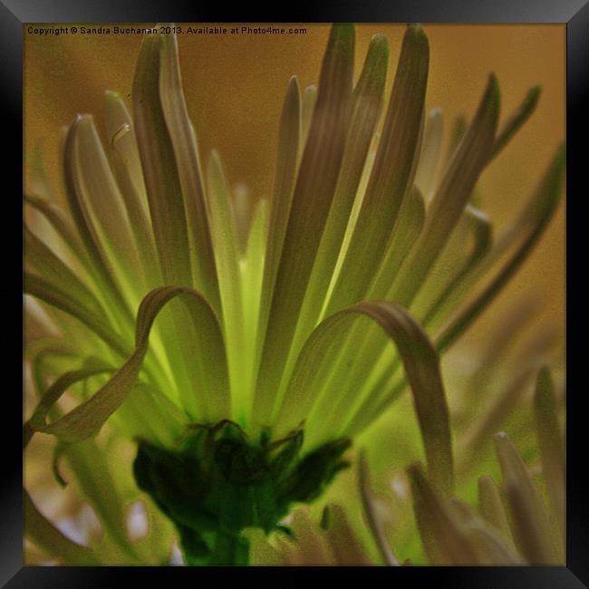 Spider Chrysanthemum 2 Framed Print by Sandra Buchanan