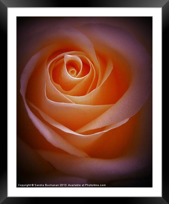 Simply Rose Framed Mounted Print by Sandra Buchanan