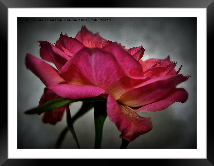 Pink Rose Framed Mounted Print by Sandra Buchanan