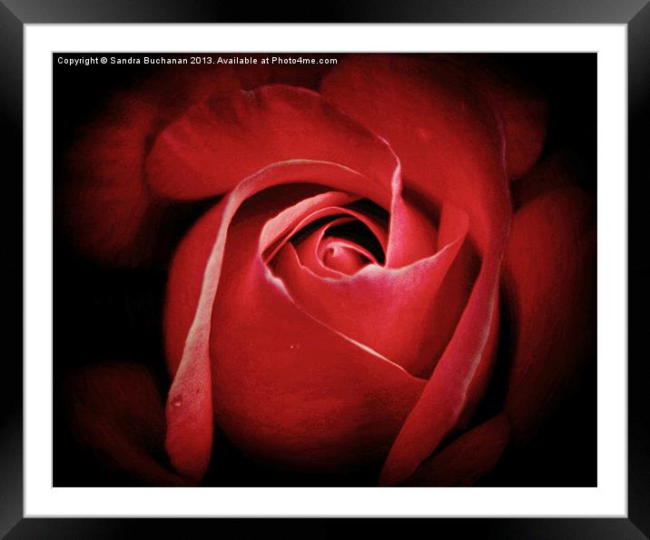 Dreamy Rose Framed Mounted Print by Sandra Buchanan