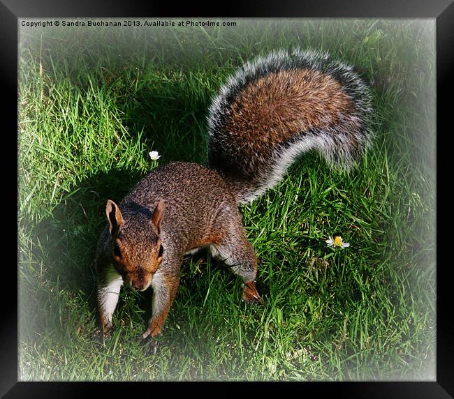 Squirrel Fun Framed Print by Sandra Buchanan