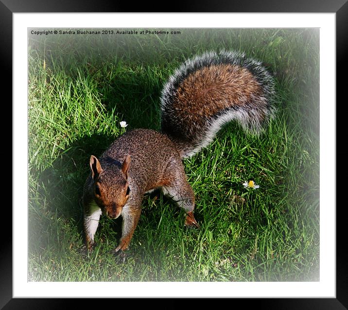 Squirrel Fun Framed Mounted Print by Sandra Buchanan
