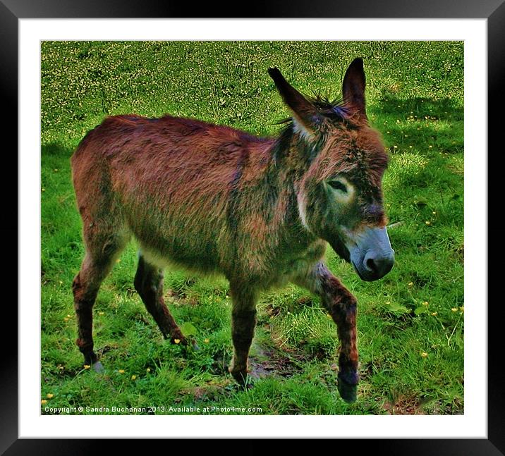Little Donkey Framed Mounted Print by Sandra Buchanan