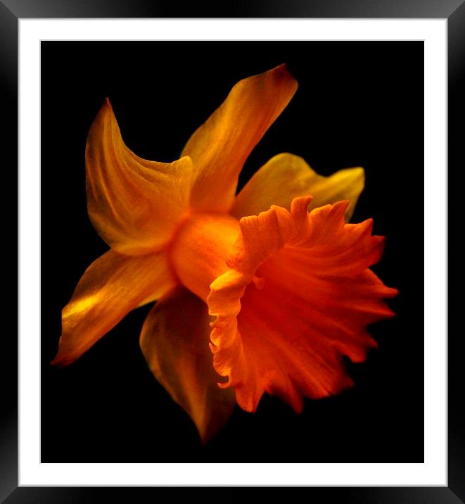 Daffodil 2 Framed Mounted Print by Sandra Buchanan