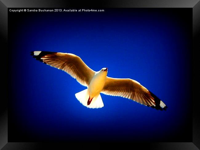 Free As A Bird Framed Print by Sandra Buchanan