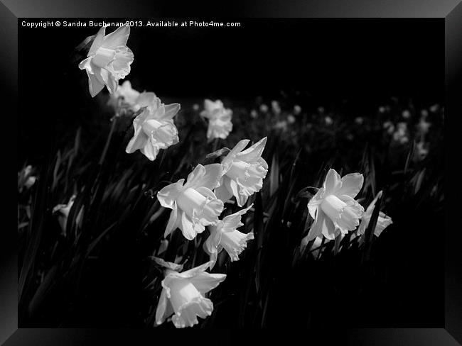 Daffodils At Dusk Framed Print by Sandra Buchanan