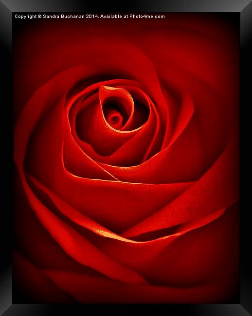 Dreamy Red Rose Framed Print by Sandra Buchanan