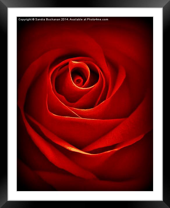 Dreamy Red Rose Framed Mounted Print by Sandra Buchanan