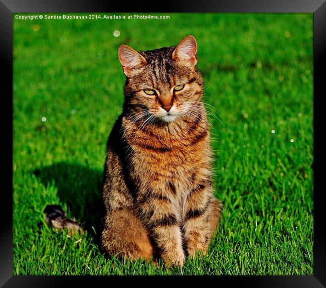  Tabby Cat Framed Print by Sandra Buchanan