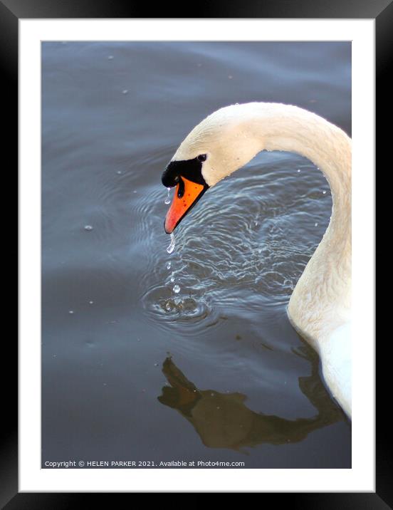 The Swan Framed Mounted Print by HELEN PARKER