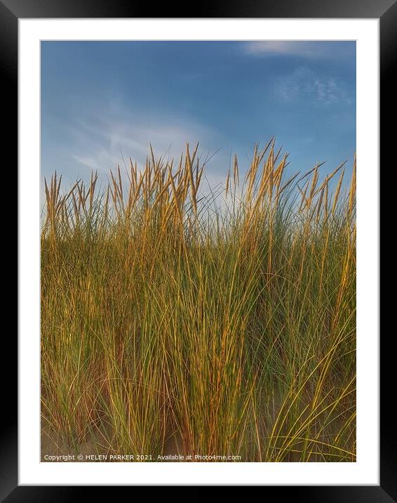Coastal Grasses Framed Mounted Print by HELEN PARKER