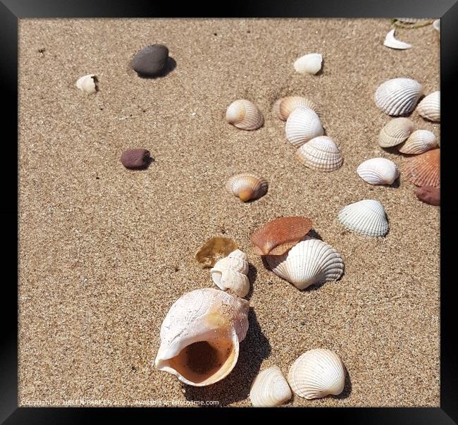Shells on beach Framed Print by HELEN PARKER
