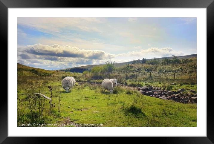 Sheep grazing on the grass Framed Mounted Print by HELEN PARKER