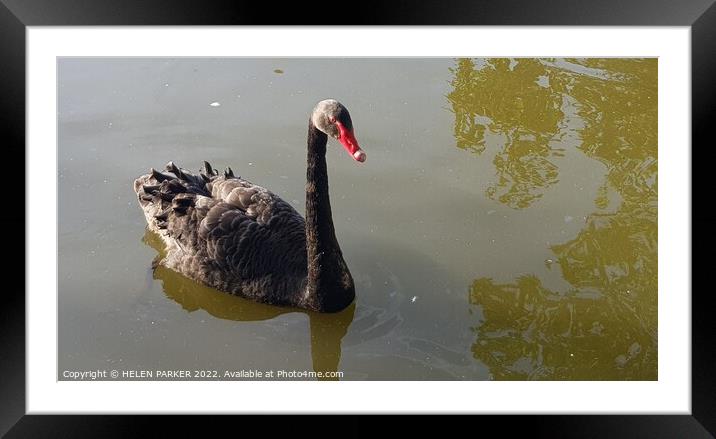 Beautiful black swan Framed Mounted Print by HELEN PARKER
