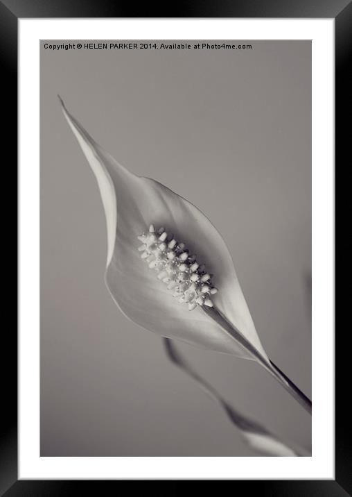 Peace Lily Framed Mounted Print by HELEN PARKER