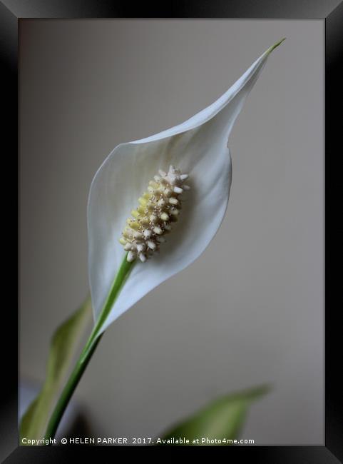 Peace Lily Framed Print by HELEN PARKER