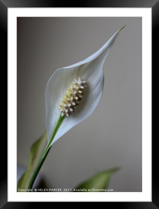 Peace Lily Framed Mounted Print by HELEN PARKER