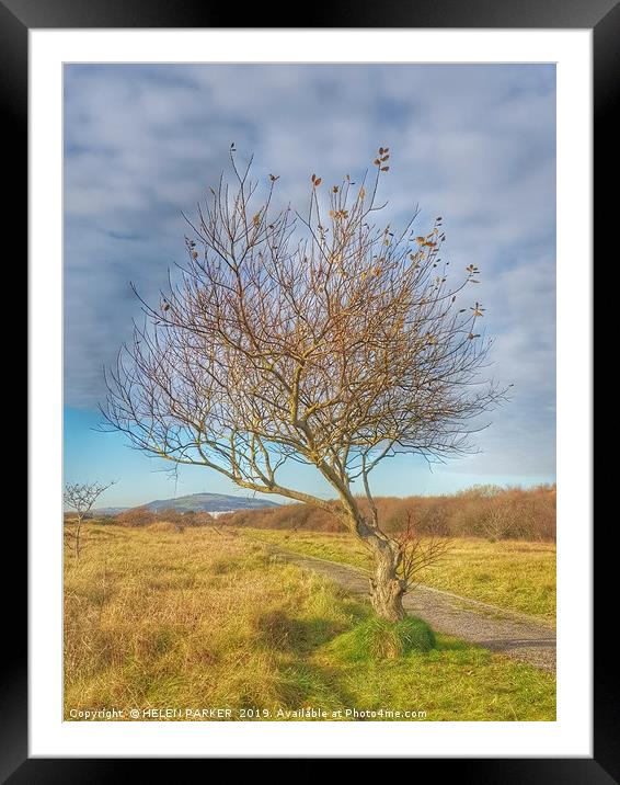 The lonely tree Framed Mounted Print by HELEN PARKER