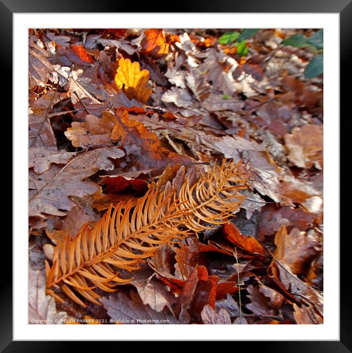 Leaves of Autumn Framed Mounted Print by HELEN PARKER