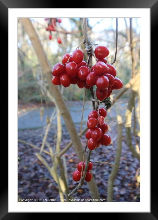 A last crop of berries Framed Mounted Print by HELEN PARKER
