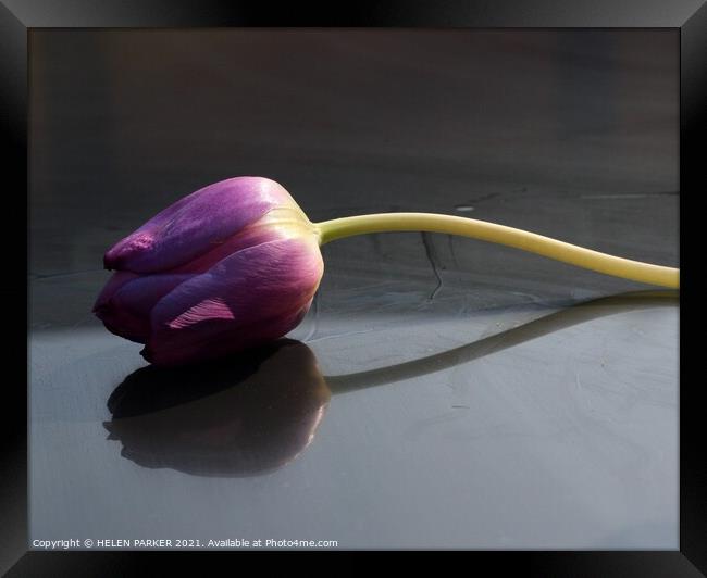 A purple tulip Framed Print by HELEN PARKER
