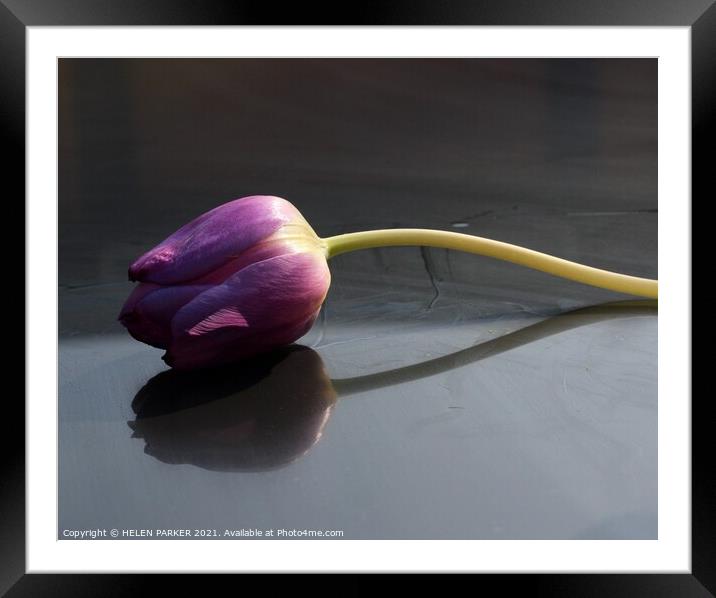 A purple tulip Framed Mounted Print by HELEN PARKER