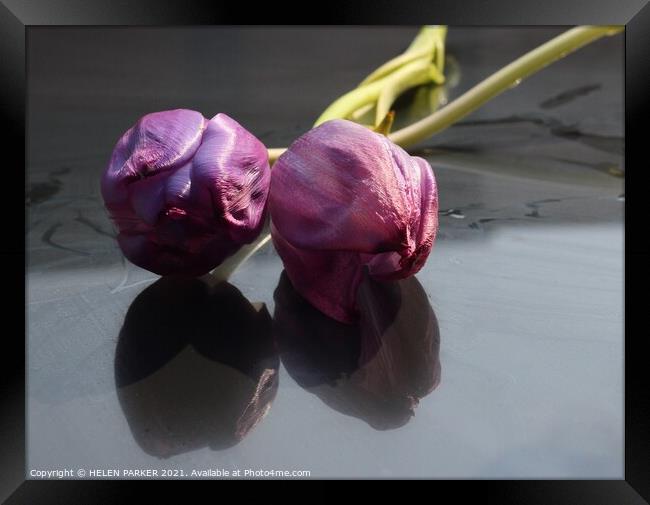 Two Purple Tulips  Framed Print by HELEN PARKER