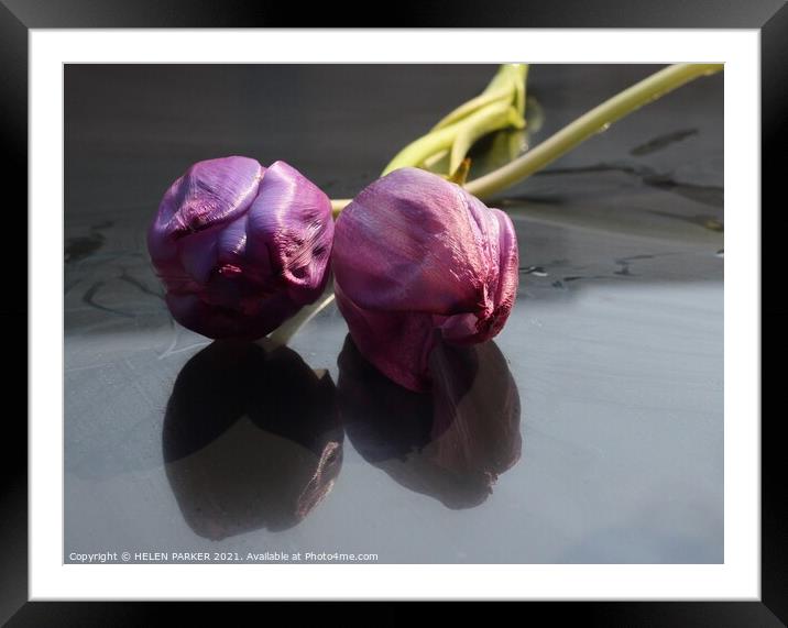 Two Purple Tulips  Framed Mounted Print by HELEN PARKER