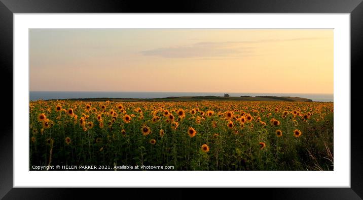 Sunflowers of Rhossili Framed Mounted Print by HELEN PARKER