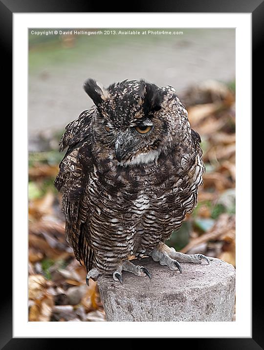 Long Eared Owl Framed Mounted Print by David Hollingworth